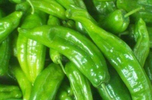 洋瓜尖能和青椒一起吃,营养与美味的双重享受