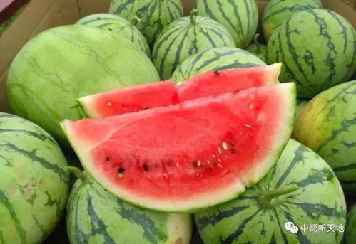 吃瓜甜崽,揭秘瓜果中的甜蜜奥秘