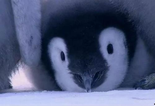 吃瓜企鹅群,揭秘企鹅界的八卦风云