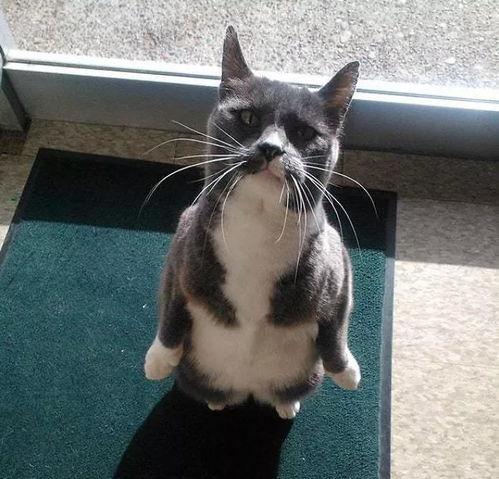 吃瓜企鹅群,揭秘企鹅界的八卦风云