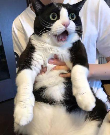 奶牛猫可以吃瓜,探索猫咪的甜蜜新宠