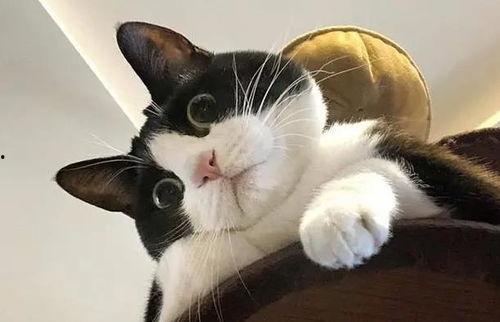 奶牛猫可以吃瓜,探索猫咪的甜蜜新宠