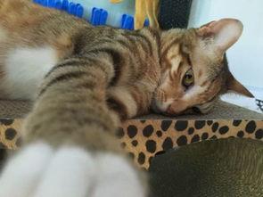 奶牛猫可以吃瓜,探索猫咪的甜蜜新宠