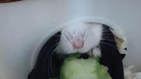 吃瓜的小仓鼠,揭秘萌宠美食生活