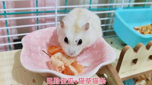 吃瓜的小仓鼠,揭秘萌宠美食生活