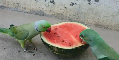 痢疾可以吃瓜吗,瓜类食物的适宜与否