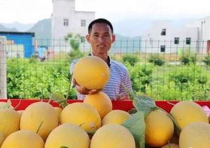 金职院吃瓜,揭秘校园热点事件背后的真相