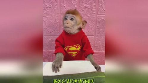 动物搞笑吃瓜,搞笑瞬间大盘点