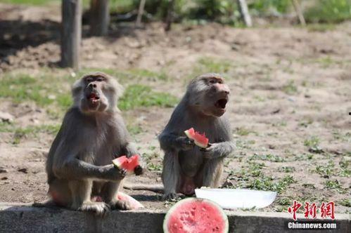 动物搞笑吃瓜,搞笑瞬间大盘点