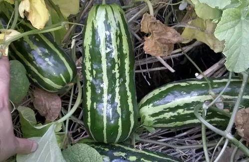 吃瓜不甜的年代,揭秘那个时代的酸甜苦辣