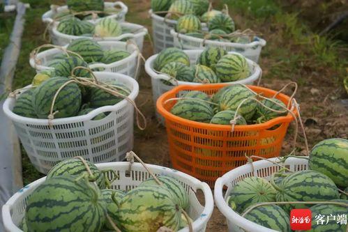 固始吃瓜比赛,一场舌尖上的狂欢盛宴