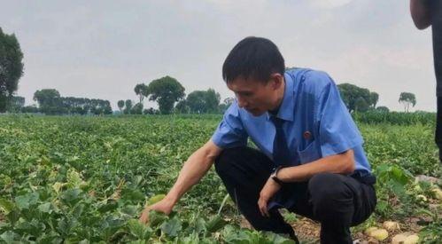 文水吃瓜事件,一场引发热议的网络狂欢