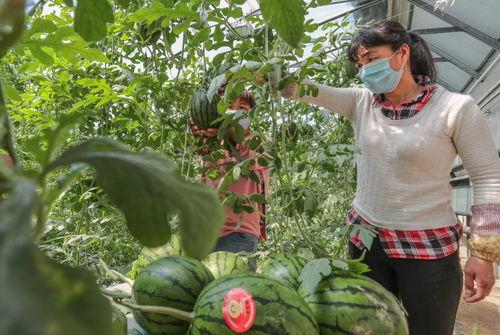 北京吃瓜网,揭秘京城美食圈那些事儿