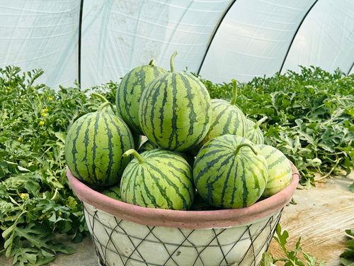 北京吃瓜网,揭秘京城美食圈那些事儿