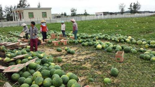 魏县吃瓜事件全部结果