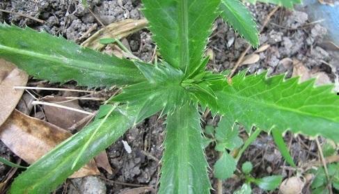 野生瓜叶可吃吗,可食用植物的探索之旅