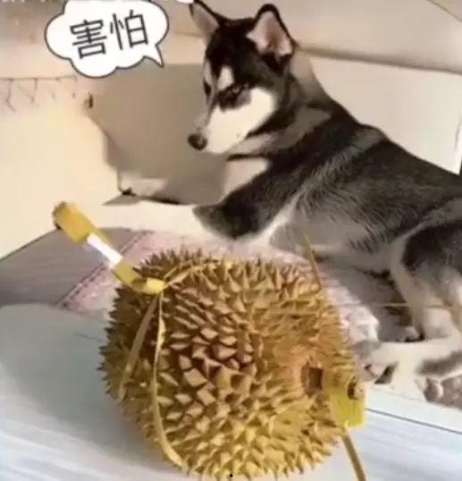 吃口瓜的哈士奇,哈士奇“吃口瓜”的欢乐日常