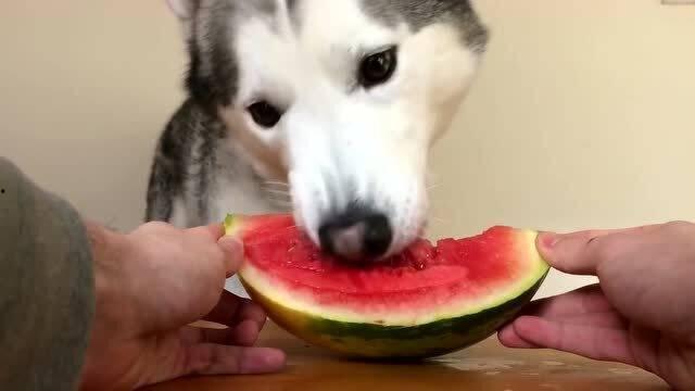 吃口瓜的哈士奇,哈士奇“吃口瓜”的欢乐日常