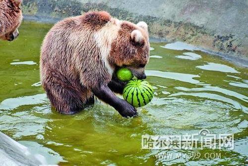 动物吃瓜球,动物们的独特美食之旅
