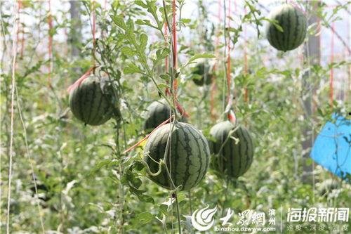 红子鸟吃瓜视频,揭秘娱乐圈幕后故事