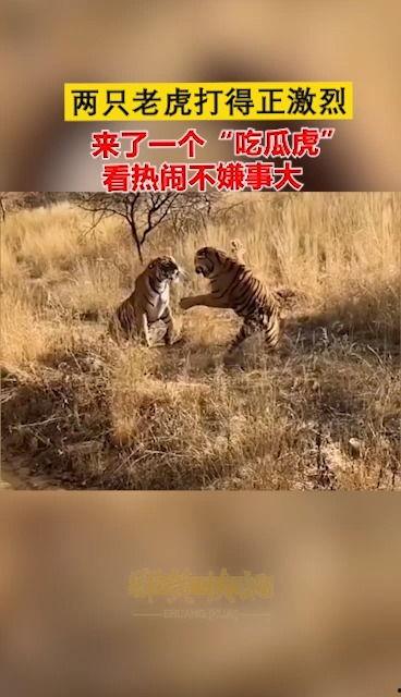 吵架老虎吃瓜,一场关于争吵的趣味解读