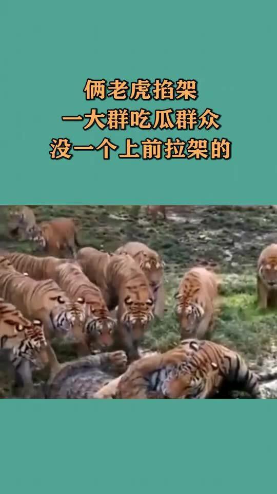 吵架老虎吃瓜,一场关于争吵的趣味解读