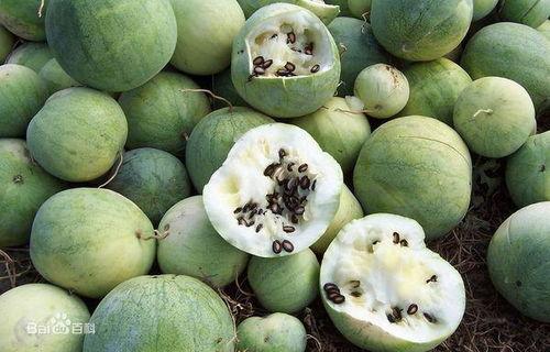 长生瓜怎么吃,探索健康美味的新选择