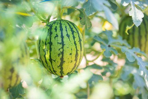 吃瓜最多的地方,全国吃瓜群众聚集地大盘点