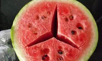 吃瓜不问种瓜难,种瓜人更难