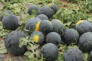 吃瓜不问种瓜难,种瓜人更难