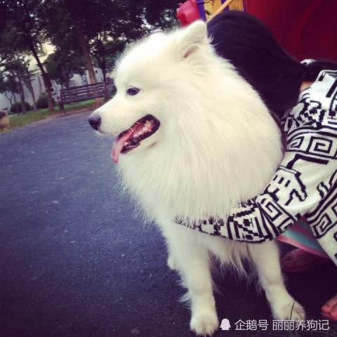 萨摩耶吃梨瓜,梨瓜盛宴萌态十足