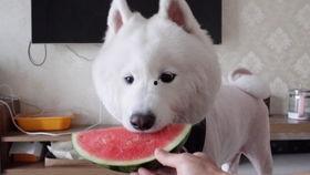 萨摩耶吃梨瓜,梨瓜盛宴萌态十足