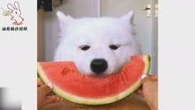 萨摩耶吃梨瓜,梨瓜盛宴萌态十足
