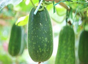 这瓜怎么越吃,为何这瓜越吃越美味，探寻独特口感之谜