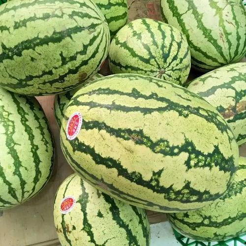 这瓜怎么越吃,为何这瓜越吃越美味，探寻独特口感之谜