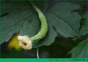 打胎以后吃扬瓜,健康恢复新篇章