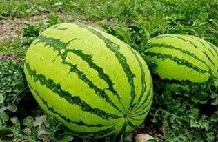 霍景良吃瓜,揭秘娱乐圈幕后风云