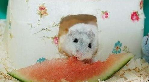 吃瓜的小仓鼠,揭秘萌宠美食生活