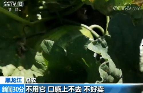 嘎嘎吃瓜群众,揭秘网络热议背后的真相与笑料