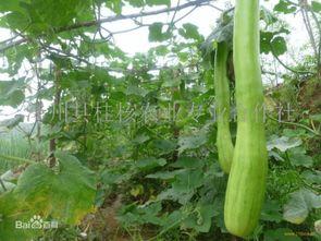 砍瓜怎么吃才是最佳,解锁美味新境界