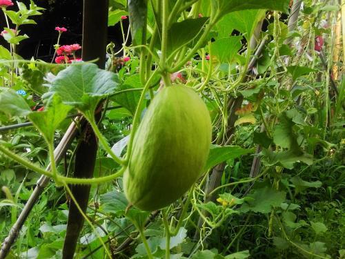 砍瓜怎么吃才是最佳,解锁美味新境界