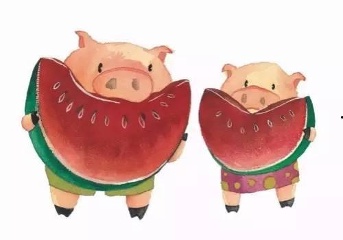 猪孩子吃瓜,瓜田里的欢乐时光