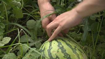 安庆太湖吃瓜,清凉一夏，味蕾狂欢