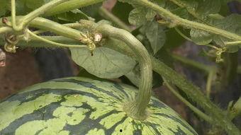 安庆太湖吃瓜,清凉一夏，味蕾狂欢