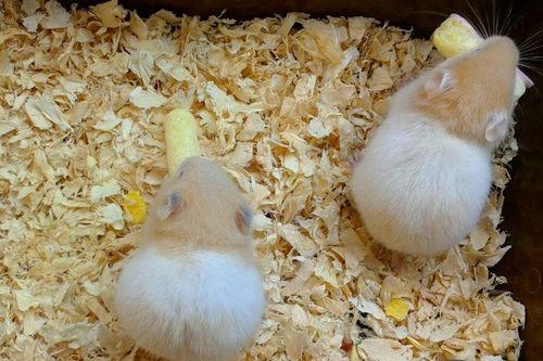 仓鼠怎么吃瓜米饭,瓜米饭的诱惑之旅