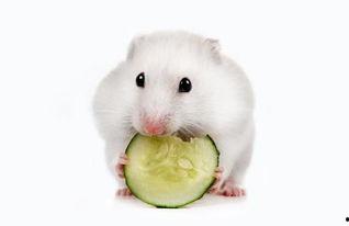 仓鼠怎么吃瓜米饭,瓜米饭的诱惑之旅