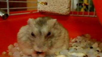 仓鼠怎么吃瓜米饭,瓜米饭的诱惑之旅