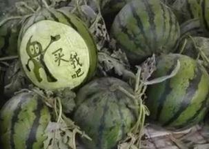 瓜哥吃辣根视频,舌尖上的刺激之旅