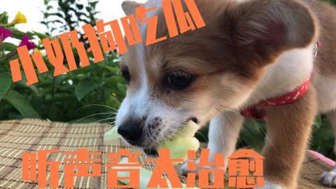 吃瓜听狗叫,狗叫声背后的社会现象解析