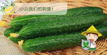 麻六记吃瓜,揭秘网红吃瓜背后的故事